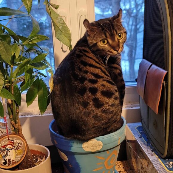 Meet your Posher, Traeic - Picture 5 of 16